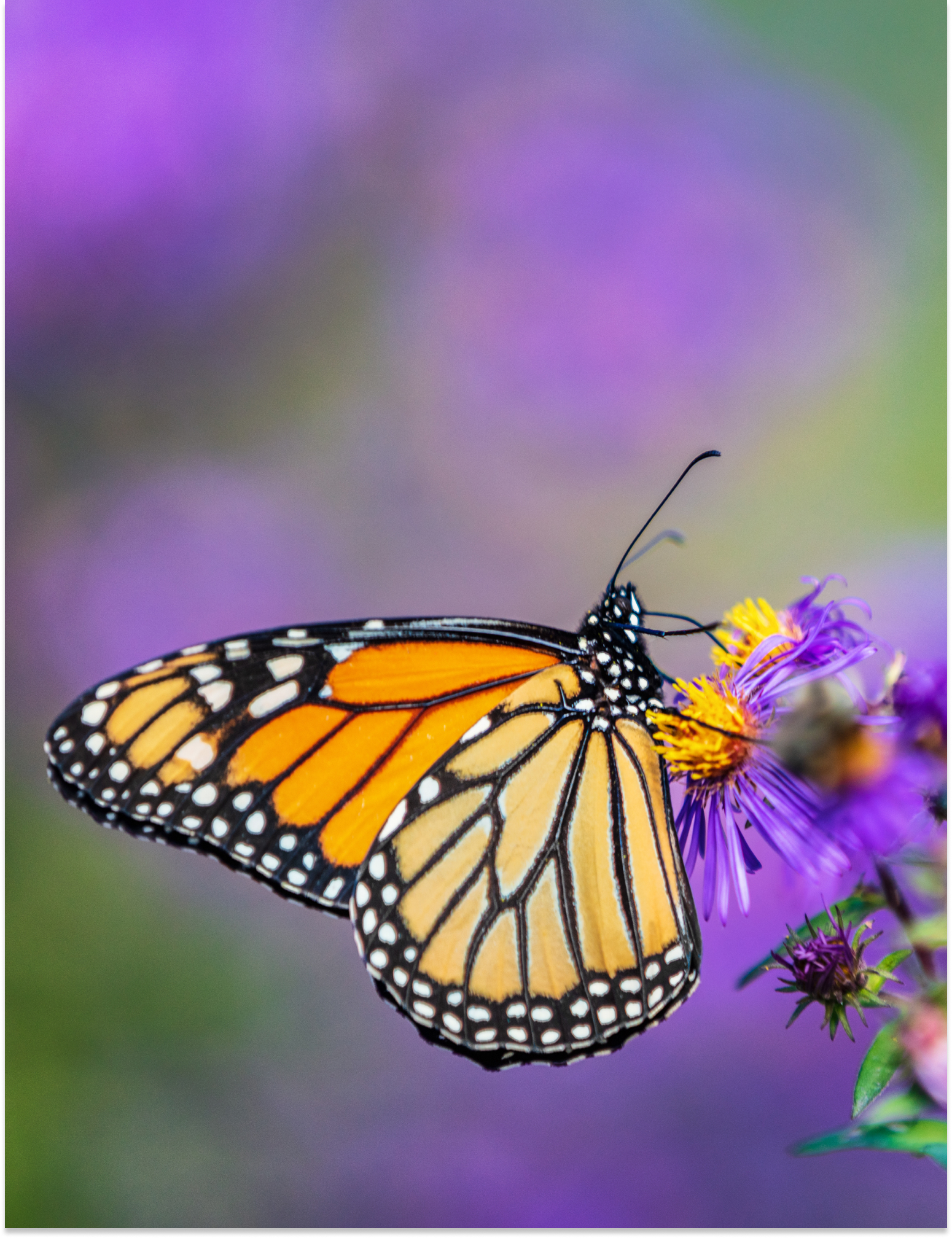 Inner Desktop Banner