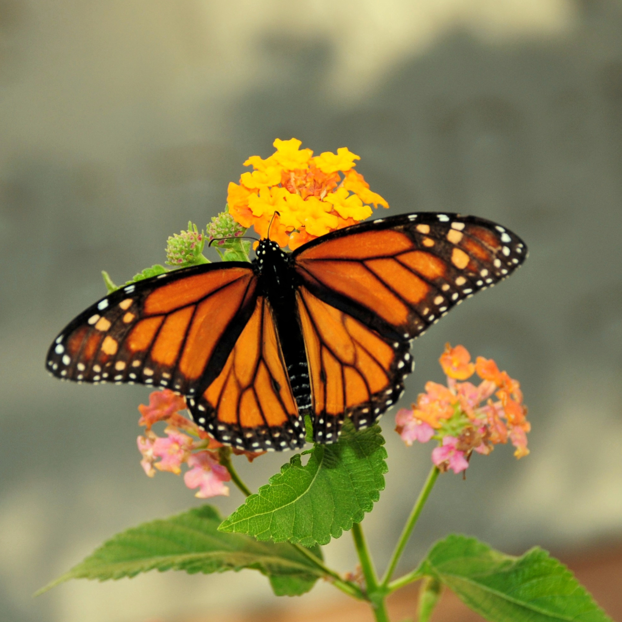 Stratford Butterfly Farm 5050